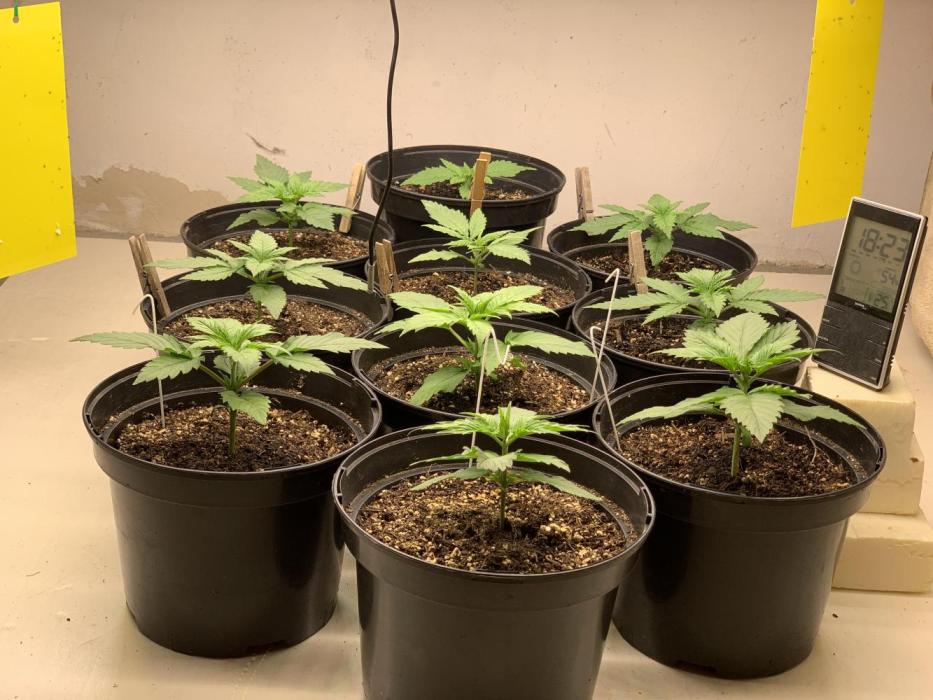 Chemdog & Jack Here by GHSC. Week 3