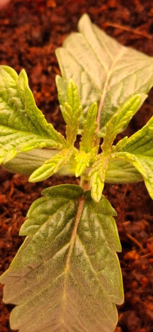 wizard tree's black magic collectors box. Week 2 - the curse two purp and trichomes forming