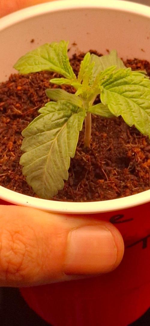 wizard tree's black magic collectors box. Week 2 - tea tree two purple