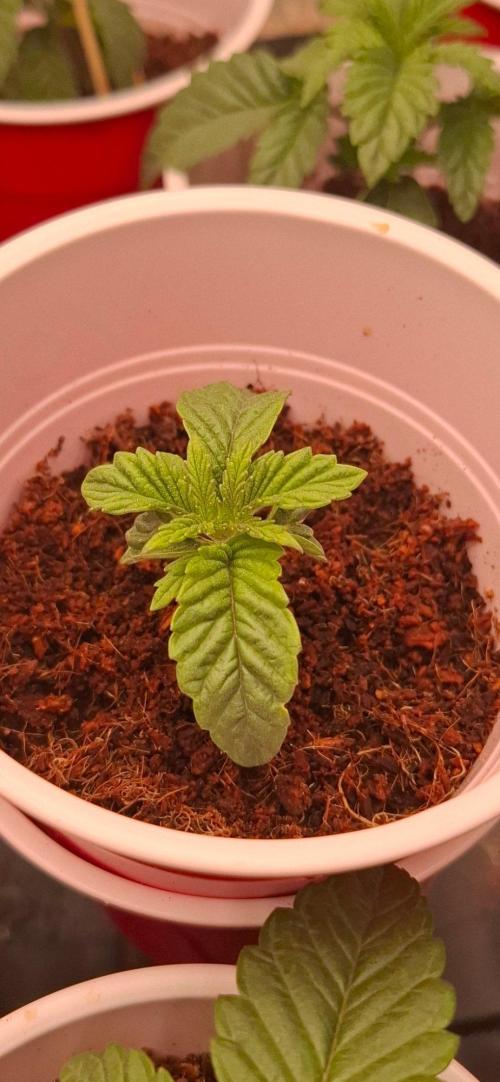 wizard tree's black magic collectors box. Week 2 - voodoo runt 
