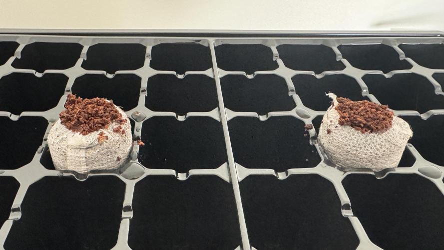 Pink Mist AF. Week 0