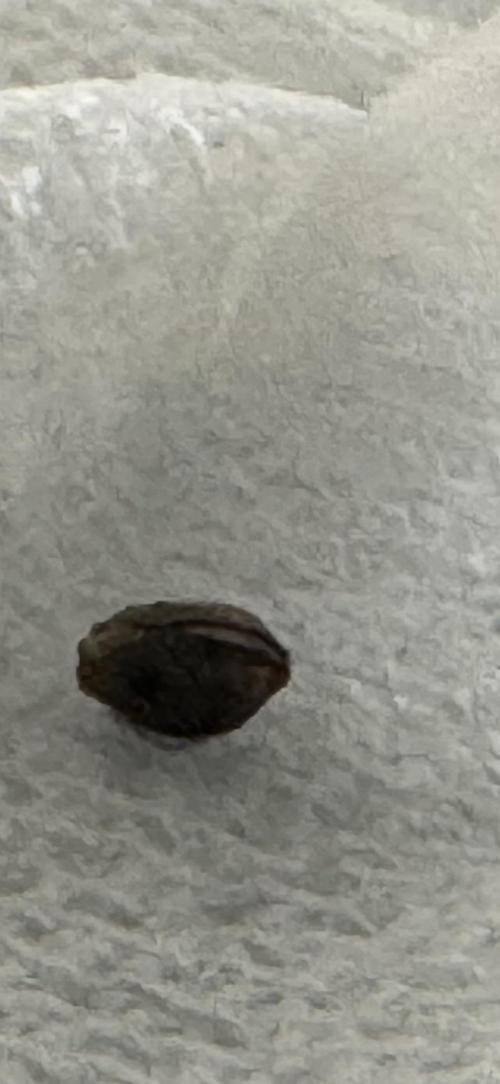 Pink Mist AF. Week 0