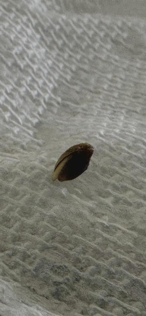 Pink Mist AF. Week 0