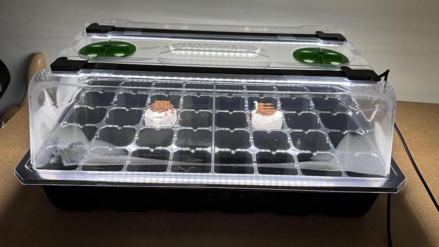 Pink Mist AF. Week 0