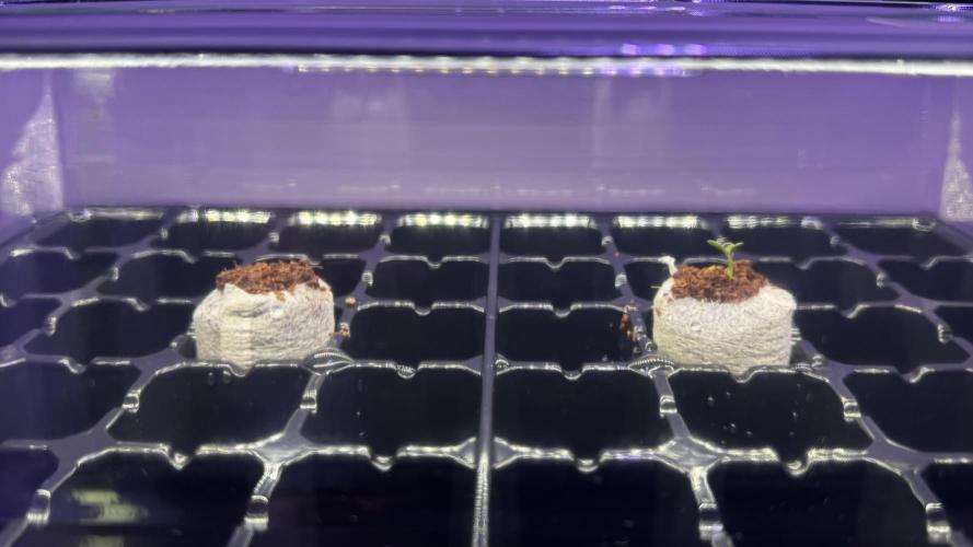 Pink Mist AF. Week 0