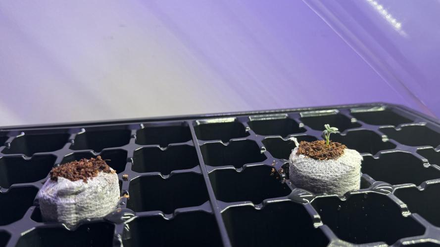 Pink Mist AF. Week 0