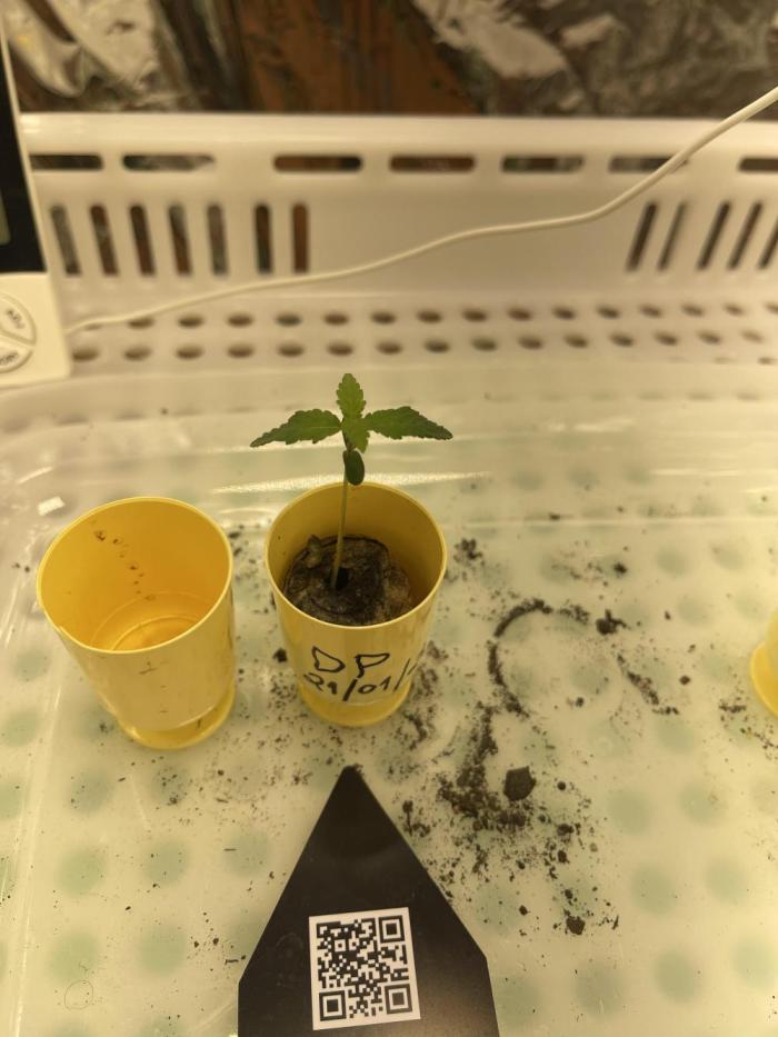 Durban Poison - 1st Grow. Week 0 - 21 days since germination