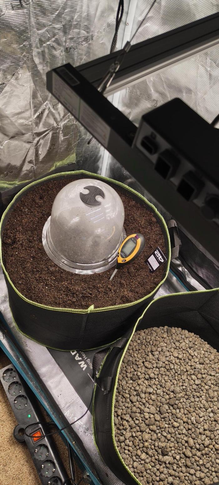 GrowmasterFlash big Pot Lemon Cherry. Week 0