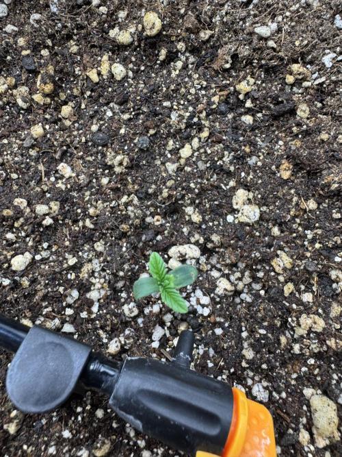 Tutankhamon x Cookies USA automated. Week 0