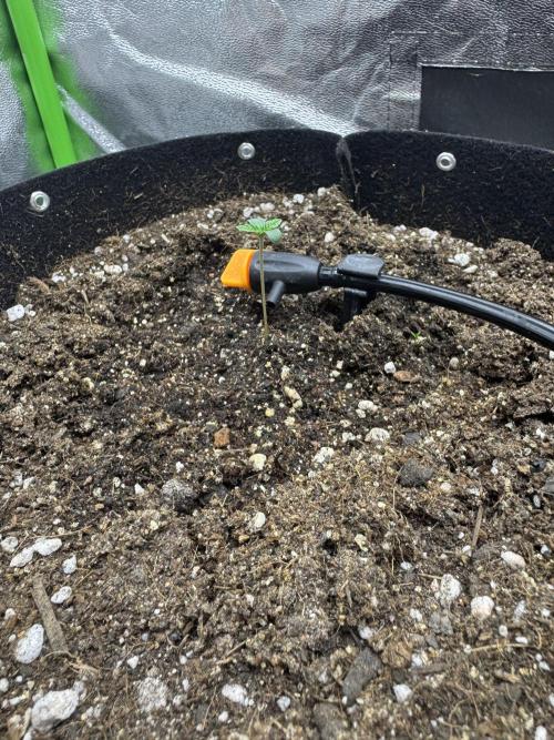Tutankhamon x Cookies USA automated. Week 0