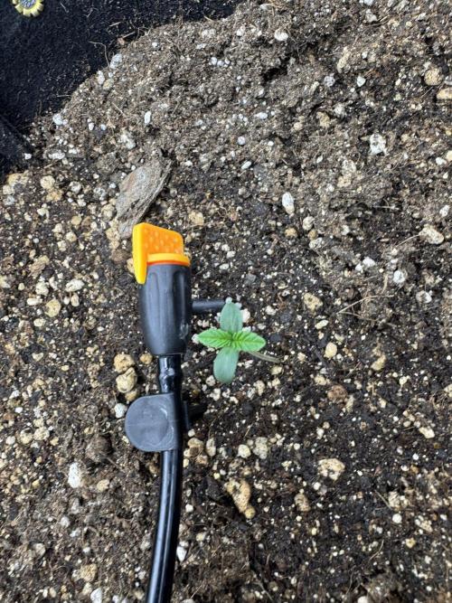 Tutankhamon x Cookies USA automated. Week 0