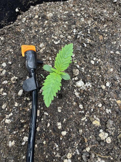 Tutankhamon x Cookies USA automated. Week 0
