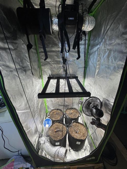 Tutankhamon x Cookies USA automated. Week 0