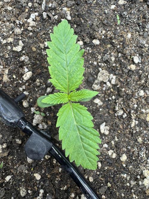 Tutankhamon x Cookies USA automated. Week 1