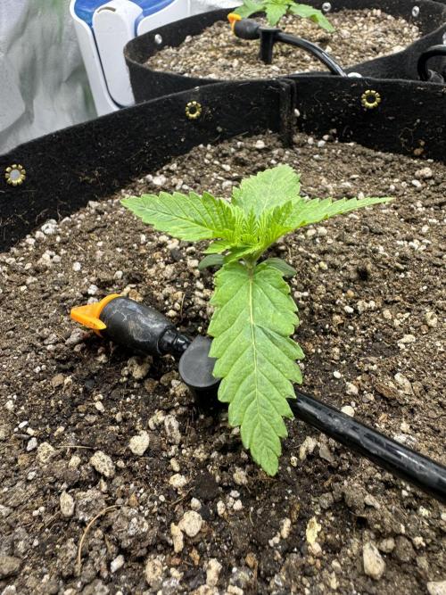 Tutankhamon x Cookies USA automated. Week 1