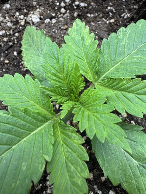Tutankhamon x Cookies USA automated. Week 1