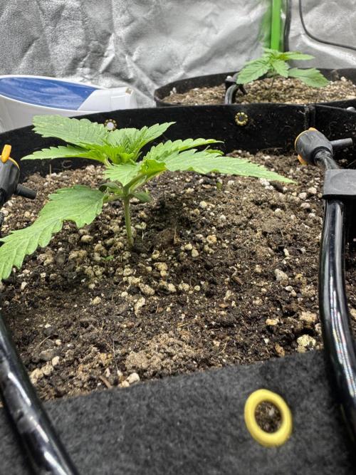 Tutankhamon x Cookies USA automated. Week 1