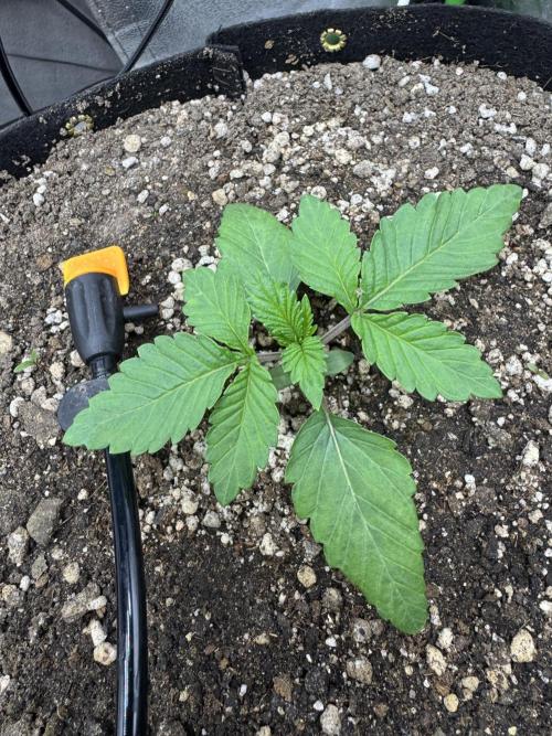 Tutankhamon x Cookies USA automated. Week 1