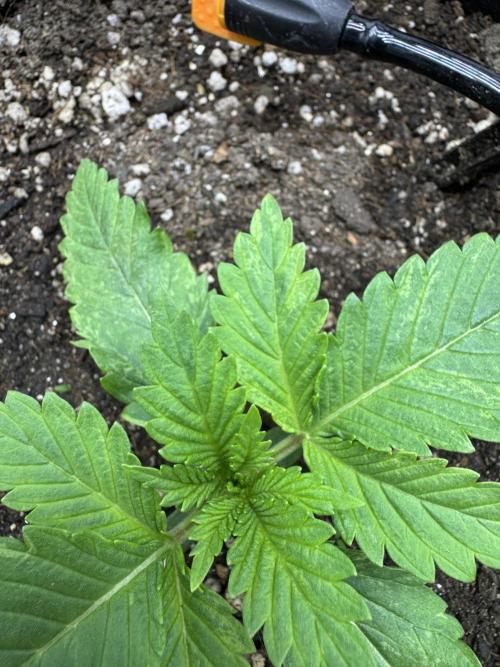 Tutankhamon x Cookies USA automated. Week 1