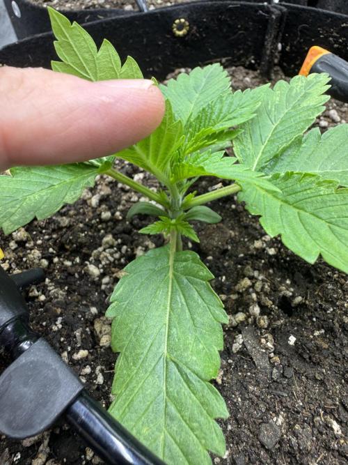 Tutankhamon x Cookies USA automated. Week 1