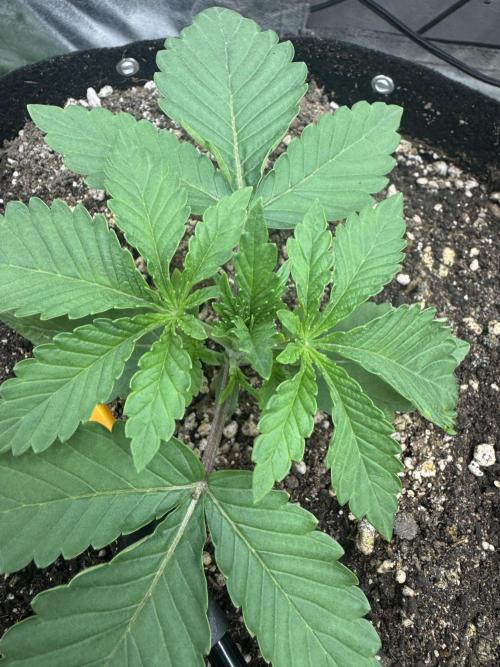 Tutankhamon x Cookies USA automated. Week 1