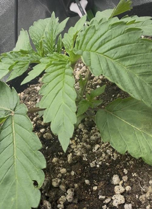 Tutankhamon x Cookies USA automated. Week 1