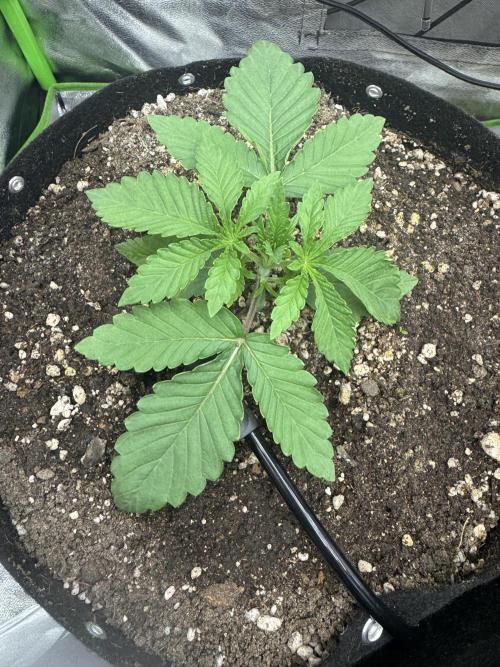 Tutankhamon x Cookies USA automated. Week 1
