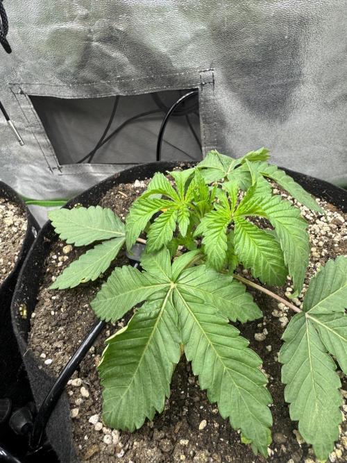 Tutankhamon x Cookies USA automated. Week 2