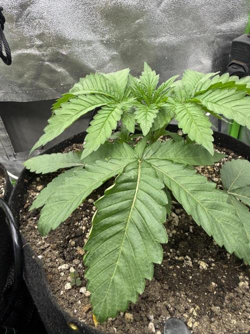 Tutankhamon x Cookies USA automated. Week 2