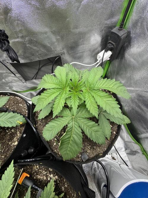 Tutankhamon x Cookies USA automated. Week 2