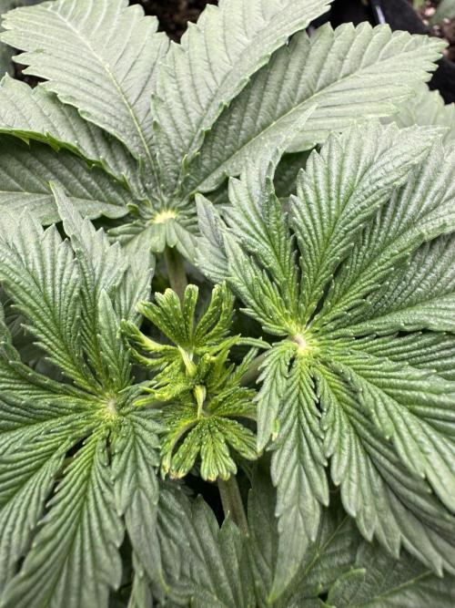 Tutankhamon x Cookies USA automated. Week 2