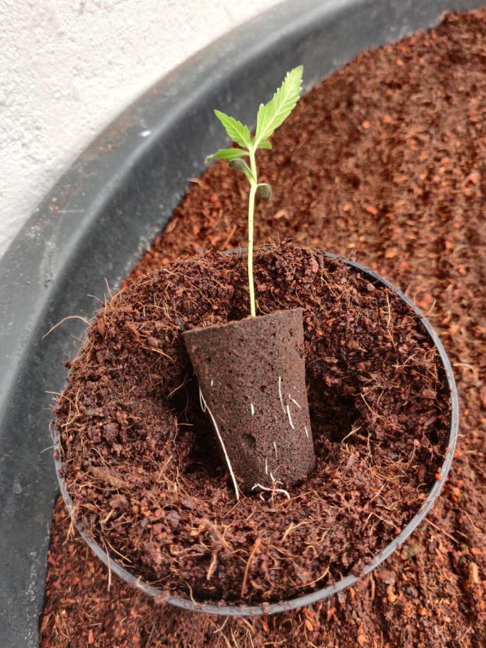 Gorilla cookies 42 auto. Week 0 - She is ready for bigger shoes 
