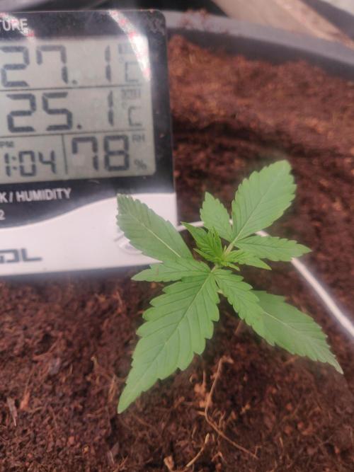 Gorilla cookies 42 auto. Week 1