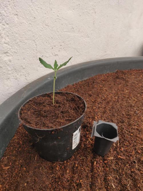 Gorilla cookies 42 auto. Week 1