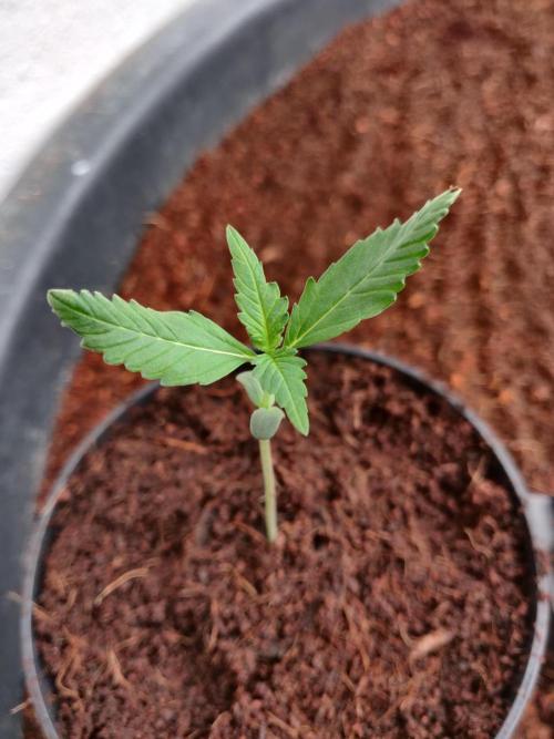 Gorilla cookies 42 auto. Week 1