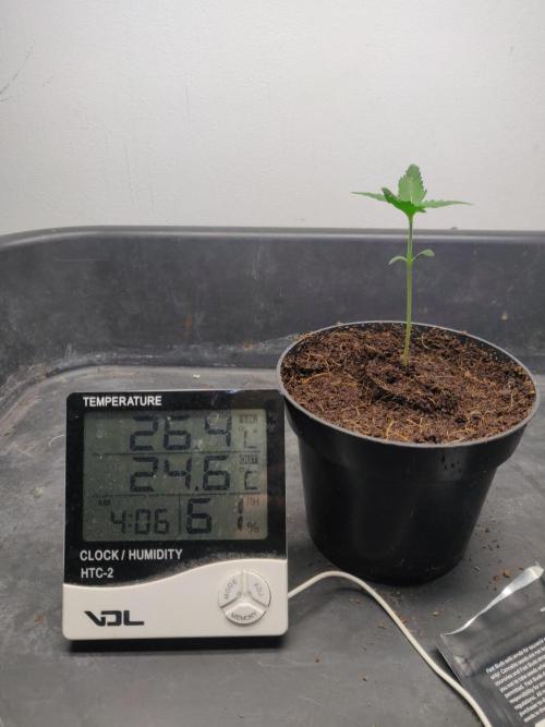 Gorilla cookies 42 auto. Week 1