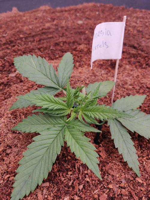 Amnesia Zkittels. Week 1