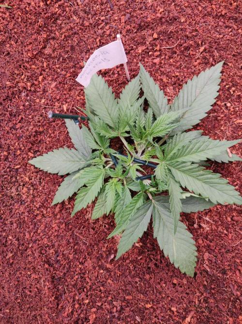 Amnesia Zkittels. Week 1