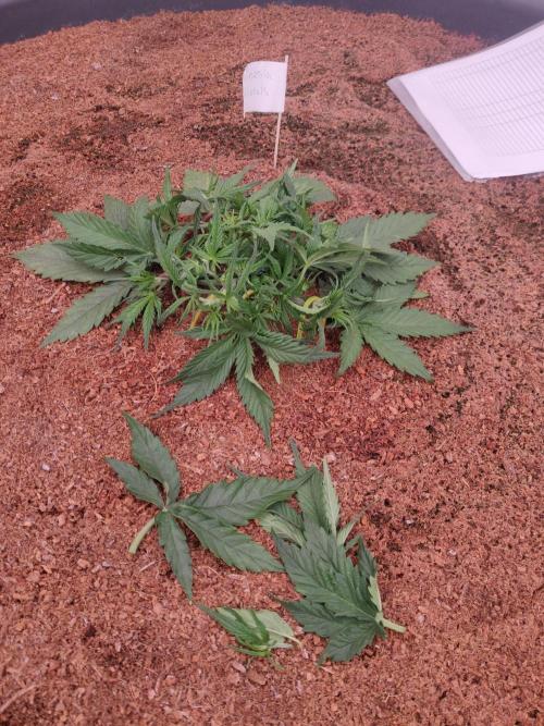 Amnesia Zkittels. Week 2