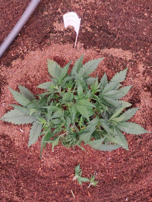 Amnesia Zkittels. Week 2