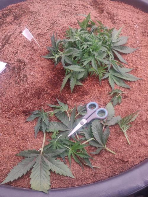 Amnesia Zkittels. Week 3 - Defoiling