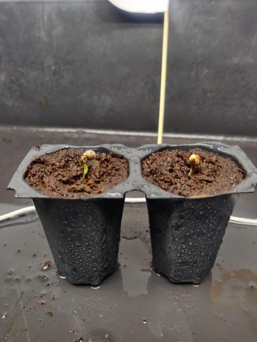 Frostbanger FB 11-12-25. Week 0 - Hello my little friends 