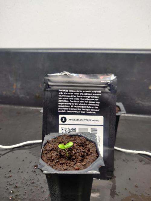 Amnesia zkittels FB 11-12-25. Week 0