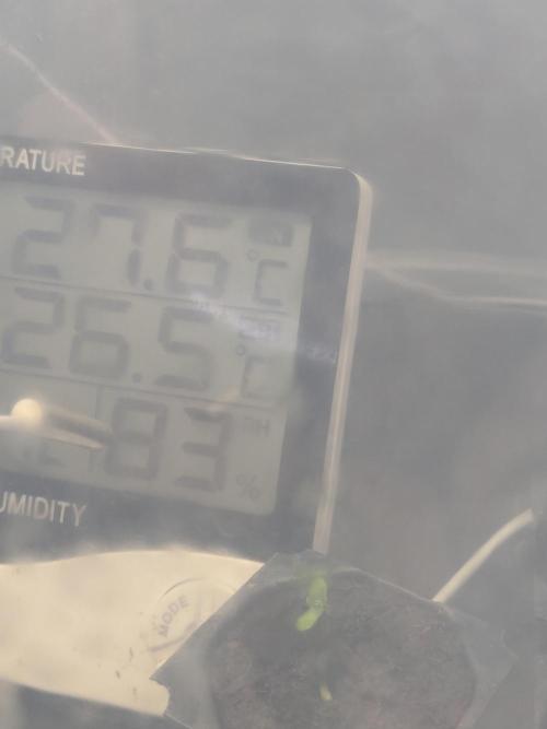 Amnesia zkittels FB 11-12-25. Week 0