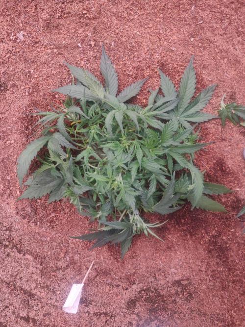 Amnesia Zkittels. Week 4