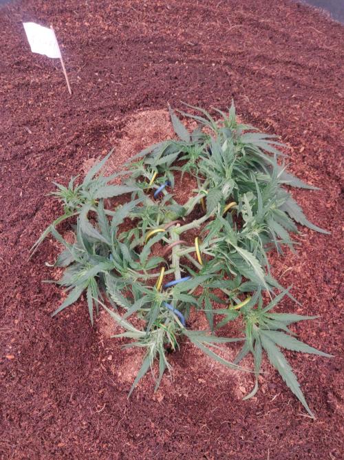 Titan F1. Week 4 - 12-12