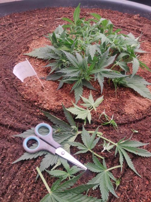 Amnesia Zkittels. Week 4 - One day later it needs defoiling again 