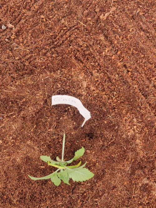 Gaia F1 18-11-25. Week 1