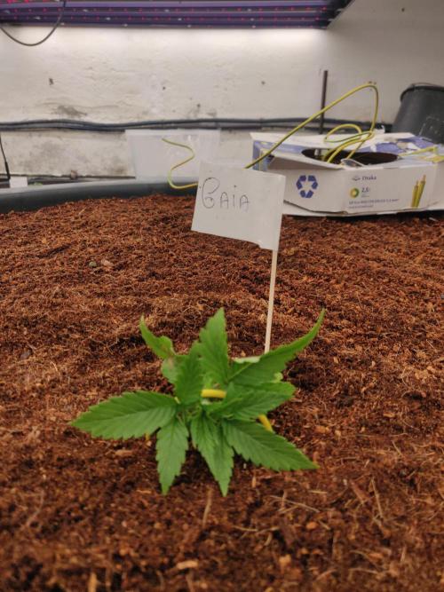 Gaia F1 18-11-25. Week 1