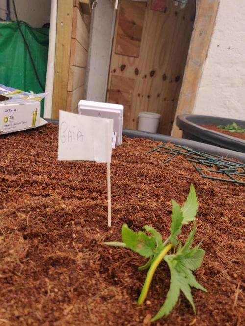 Gaia F1 18-11-25. Week 1